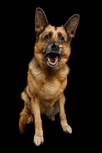 Perro Pastor Alemán Con Cara Divertida Sentado Captura Tratar Fondo —  Fotos de Stock