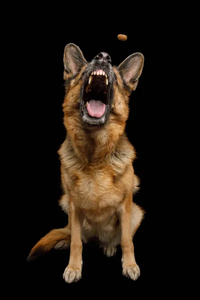 Tysk Hyrdehund Med Morsomt Ansikt Sitter Fanger Isolert Svart Bakgrunn – stockfoto