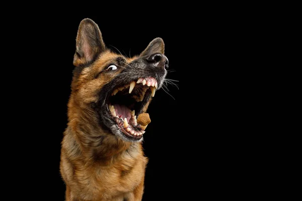 閉鎖肖像画面白いですドイツの羊飼い犬とともに口を開けて隔離された黒の背景で治療をキャッチ — ストック写真