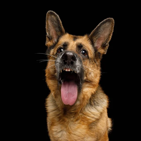 德国牧羊犬在孤立的黑色背景下张开嘴露出牙齿和舌头的滑稽画像 — 图库照片