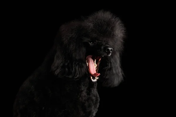 Nahaufnahme Porträt Von Gähnen Schwarzer Pudelhund Auf Isoliertem Schwarzem Hintergrund — Stockfoto