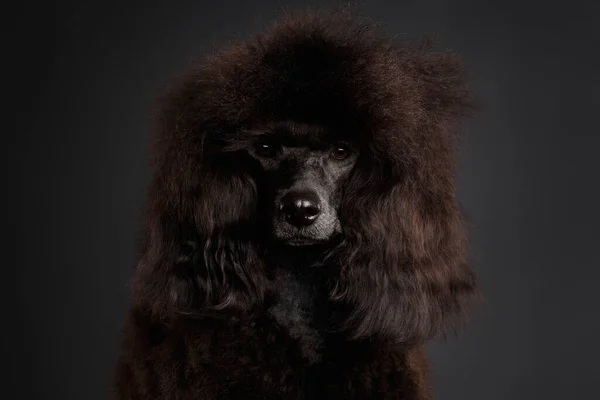 クローズアップ肖像画の茶色のプードル犬見ますでカメラの灰色の背景 — ストック写真