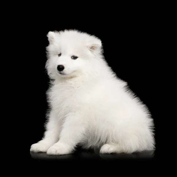 Roztomilé Bílé Samoyed Štěně Sedí Izolované Černém Pozadí Boční Pohled — Stock fotografie