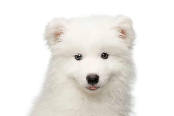 Portret Van Schattig Samoyed Puppy Geïsoleerd Witte Achtergrond Vooraanzicht — Stockfoto