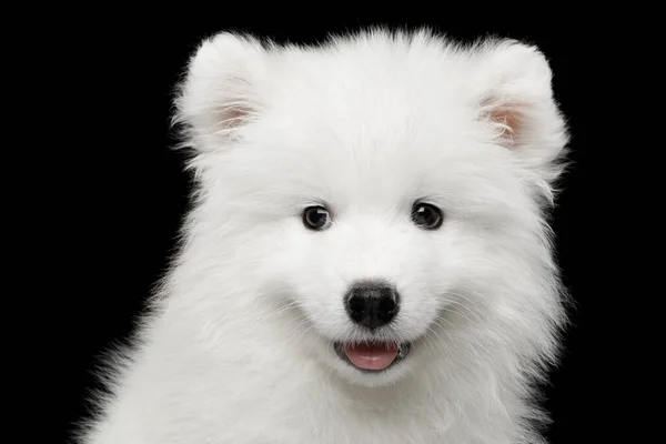 毛皮のような白いサモイドの子犬の肖像画黒の背景に隔離され フロントビュー — ストック写真