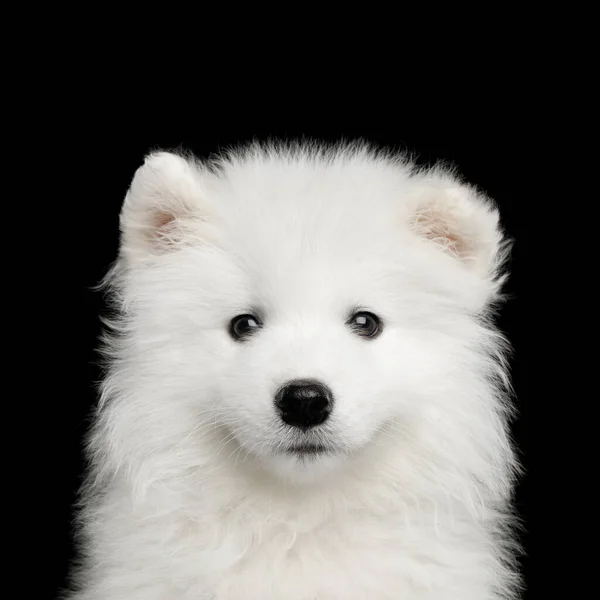 Portret Van Furry White Samoyed Puppy Geïsoleerd Zwarte Achtergrond Vooraanzicht — Stockfoto