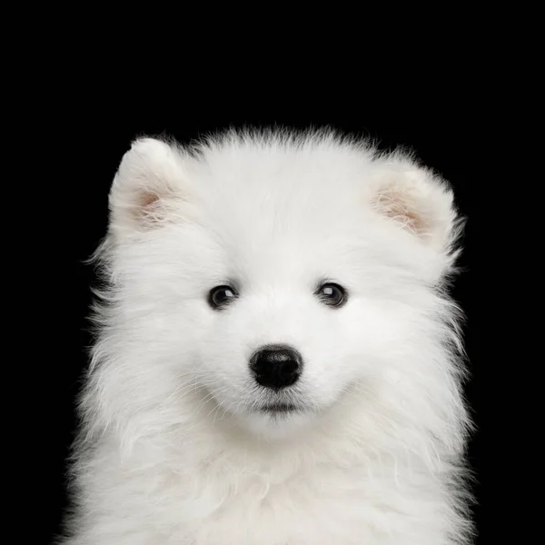 Porträtt Päls Vit Samojed Valp Isolerad Svart Bakgrund Framifrån — Stockfoto