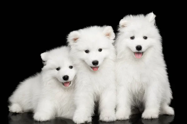 Tres Cachorros Blancos Samoyed Amistosos Sentados Juntos Aislados Fondo Negro — Foto de Stock