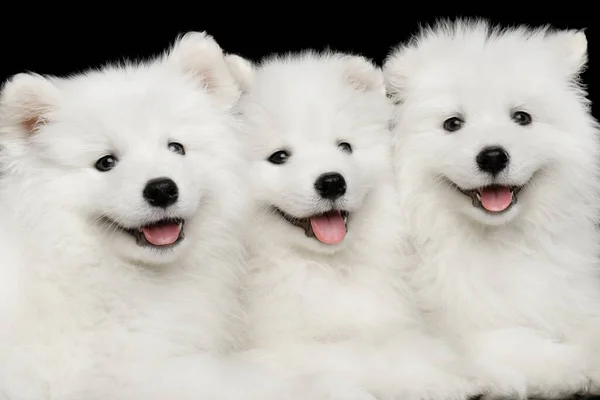 Close Tres Cachorros Samoyedo Blanco Amistoso Aislados Juntos Fondo Negro — Foto de Stock