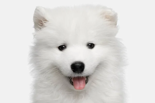 Retrato Peludo Samoyed Filhote Cachorro Isolado Fundo Branco Vista Frontal — Fotografia de Stock