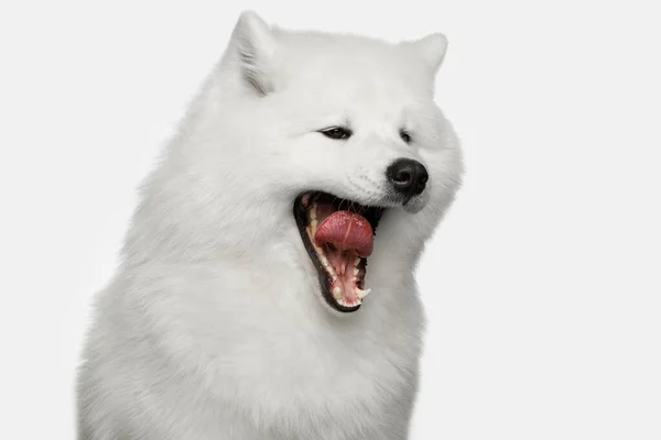 Nahaufnahme Portrait Von Funny Samoyed Dog Gähnen Isoliert Auf Weißem — Stockfoto