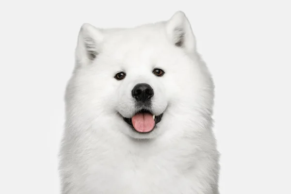 Retrato Peludo Samoyed Cão Isolado Fundo Branco Vista Frontal — Fotografia de Stock