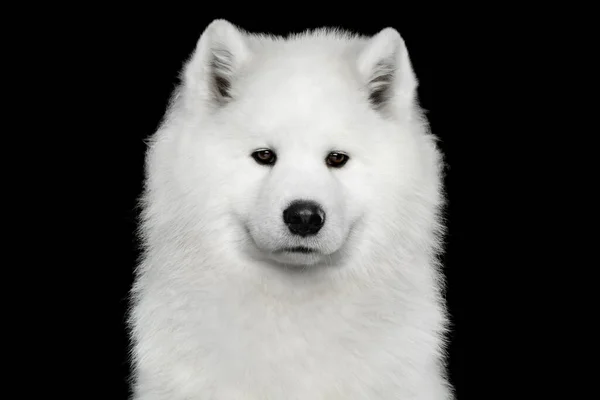 Retrato Perro Samoyedo Aislado Sobre Fondo Negro Vista Frontal —  Fotos de Stock