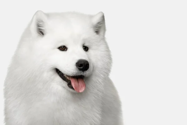 Portret Van Harige Samoyed Dog Geïsoleerd Witte Achtergrond Vooraanzicht — Stockfoto