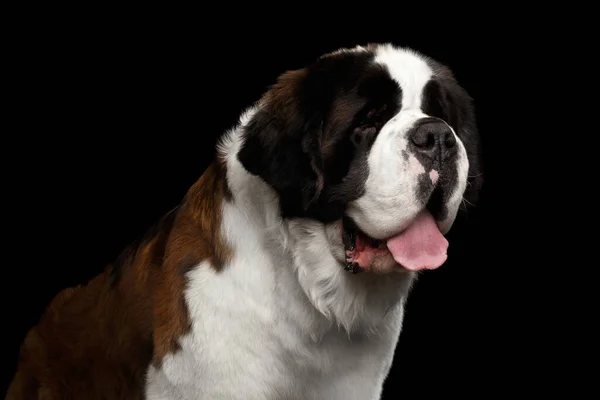 Крупный План Огромный Сен Бернард Собака Стоит Изолированном Черном Фоне — стоковое фото