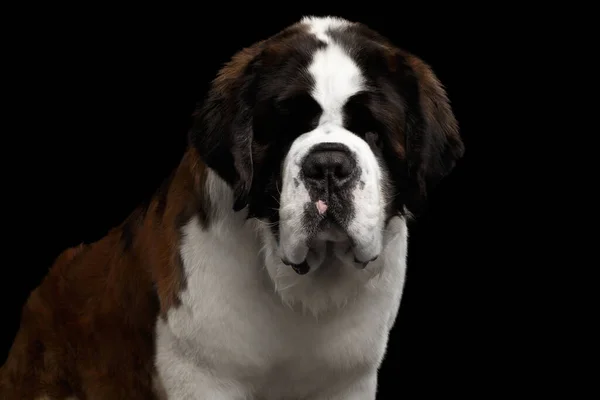 Close Headshot Huge Saint Bernard Dog Isolated Black Background Vista — Fotografia de Stock