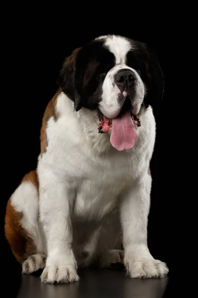 Riesiger Bernhardiner Hund Auf Isoliertem Schwarzem Hintergrund Sitzend Vorderansicht — Stockfoto