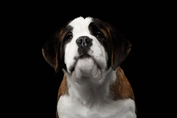 Close Portret Van Schattige Saint Bernard Purebred Puppy Face Geïsoleerde — Stockfoto