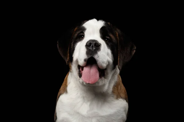 Porträt Von Happy Saint Bernard Purebred Puppy Face Auf Isoliertem — Stockfoto