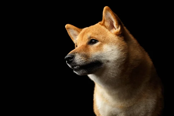 Baş Shiba Inu Dog Yakın Plan Portresi Dost Canlısı Görünüyor — Stok fotoğraf