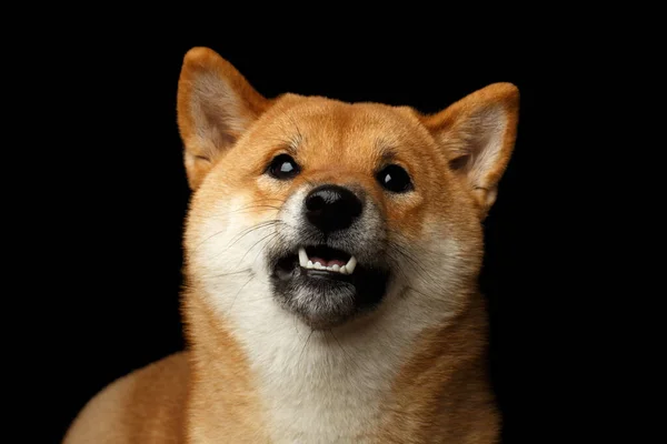 Retrato Shiba Inu Perro Miradas Cuestionamiento Fondo Negro Aislado Vista — Foto de Stock