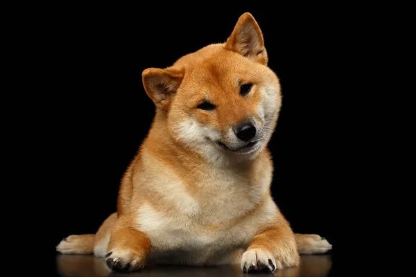 Shiba Inu Dog Kłamstwa Wygląda Przesłuchanie Odizolowane Czarne Tło Widok — Zdjęcie stockowe
