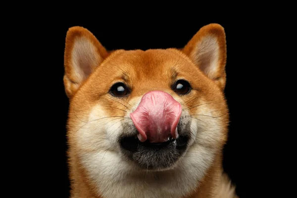 Nahaufnahme Porträt Des Leckenden Shiba Inu Hundes Isolierter Schwarzer Hintergrund — Stockfoto