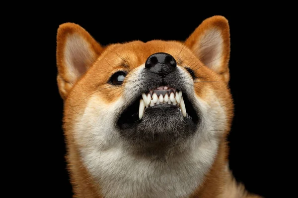 Aggressive Portrait Growls Shiba Inu Dog Isolated Black Background Front — Stock Photo, Image