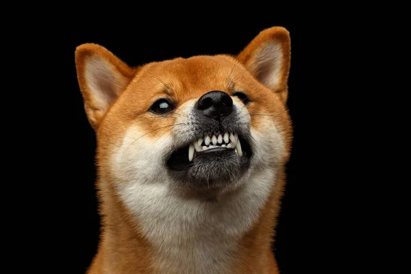 Aggressive Portrait Growls Shiba Inu Dog Isolated Black Background Front — Stock Photo, Image