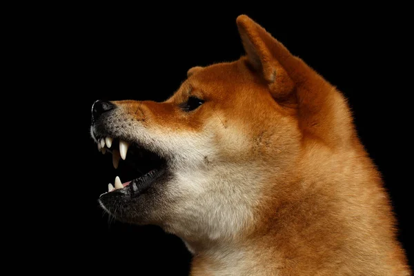 Aggressive Portrait Growls Shiba Inu Dog Isolated Black Background Profile — Stock Photo, Image