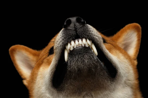 Aggressives Portrait Von Growls Shiba Inu Dog Zeigt Zahnisolierten Schwarzen — Stockfoto