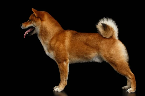 Симпатичный Педиатр Red Shiba Inu Breed Dog Стоит Изолированном Черном — стоковое фото