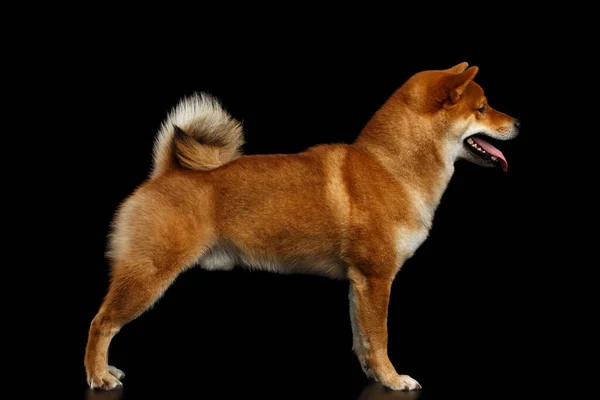 Bonito Pedigreed Vermelho Shiba Inu Raça Cão Isolado Preto Fundo — Fotografia de Stock
