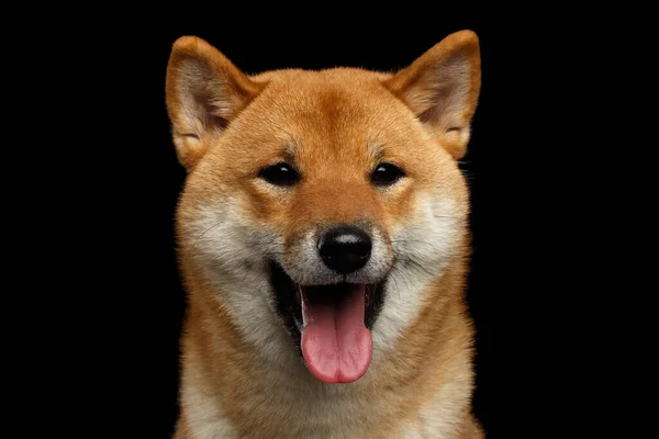 Primer Plano Retrato Cabeza Shiba Inu Dog Looks Happy Fondo —  Fotos de Stock