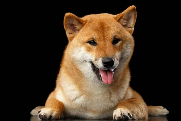 Pedigreed Shiba Inu Dog Lying Guarda Vicino Sfondo Nero Isolato — Foto Stock