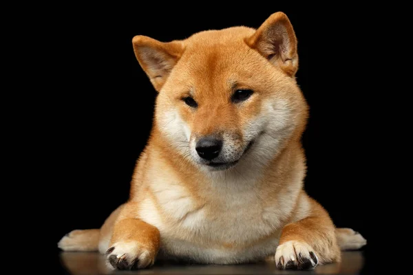 Pedigreed Shiba Inu Dog Lying Guarda Vicino Sfondo Nero Isolato — Foto Stock