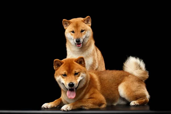 Dwa Psy Shiba Inu Siedzący Leżący Wygląda Przyjaźnie Odizolowane Czarne — Zdjęcie stockowe