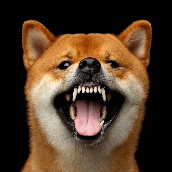 Retrato Agressivo Grunhidos Shiba Inu Dog Fundo Preto Isolado Vista — Fotografia de Stock