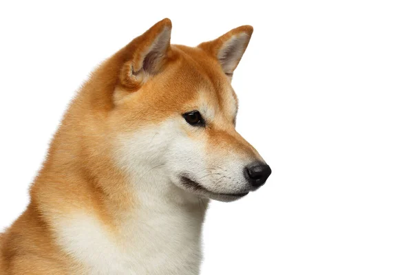 Portret Brutal Shiba Inu Dog Białym Tle Widok Profilu — Zdjęcie stockowe
