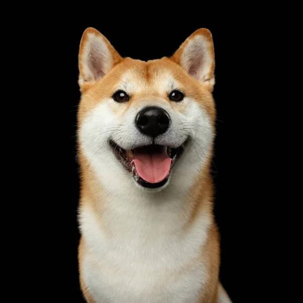 Portret Uśmiechniętego Psa Shiba Inu Wygląda Szczęśliwego Odizolowane Czarne Tło — Zdjęcie stockowe
