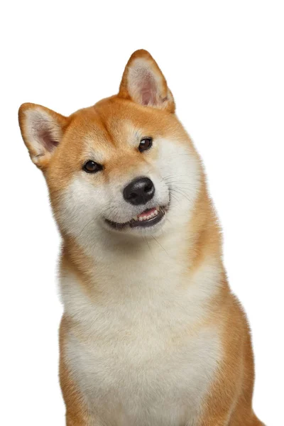 Lindo Retrato Perro Shiba Inu Sonriente Sobre Fondo Blanco Aislado —  Fotos de Stock