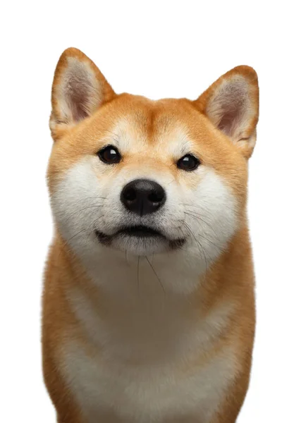 Porträt Des Neugierigen Shiba Inu Hundes Auf Isoliertem Weißem Hintergrund — Stockfoto