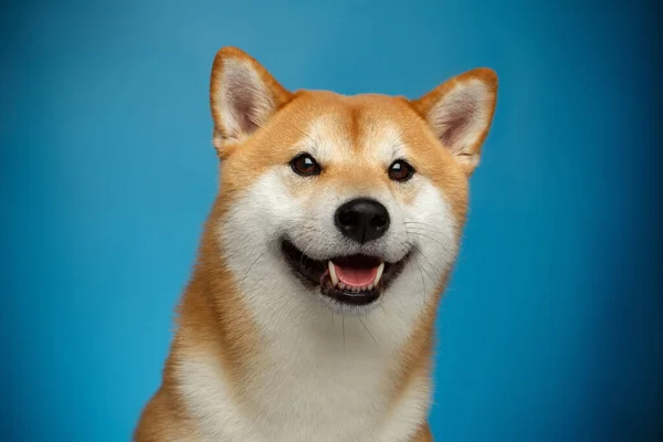 Ritratto Shiba Inu Dog Sorridente Sfondo Blu Vista Frontale — Foto Stock