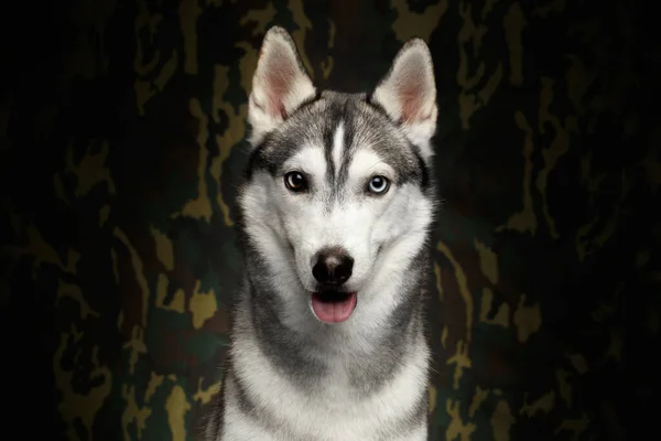 Retrato Siberian Husky Dog Fundo Camuflagem Vista Frontal — Fotografia de Stock