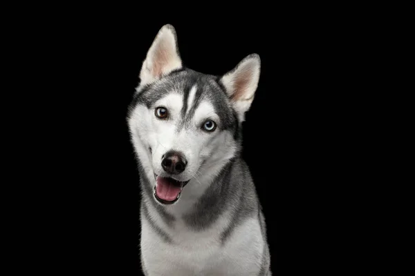 Retrato Perro Husky Siberiano Curioso Mirando Cámara Sobre Fondo Negro —  Fotos de Stock