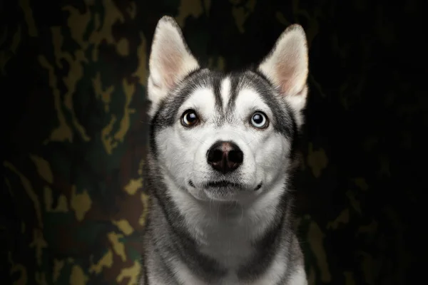 Retrato Siberian Husky Dog Fundo Camuflagem Vista Frontal — Fotografia de Stock