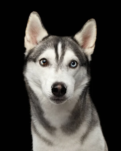 Porträtt Siberian Husky Dog Seriös Titta Kameran Isolerad Svart Bakgrund — Stockfoto