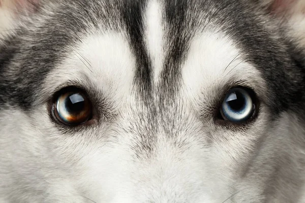 Close Blue Eyes Mosaic Siberian Husky Dog Isolated Black Background — Stock Photo, Image