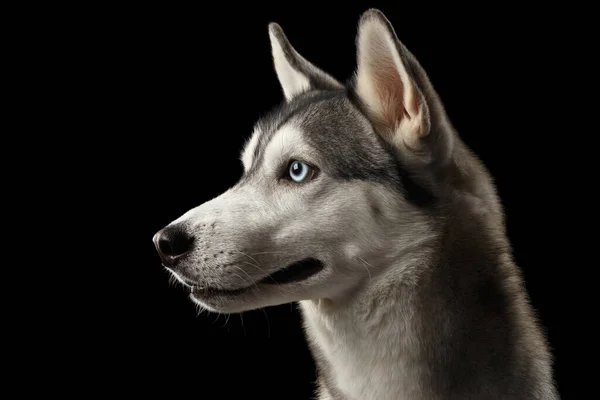 孤立した黒の背景に青い目のシベリアハスキー犬の肖像画 プロフィールビュー — ストック写真