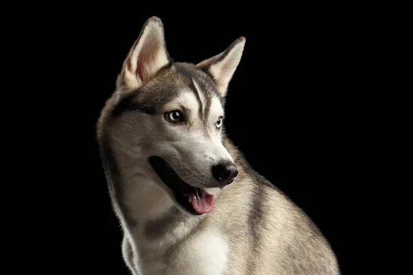青い目のシベリアハスキー犬の肖像画は 隔離された黒の背景 プロフィールビューをオンにします — ストック写真